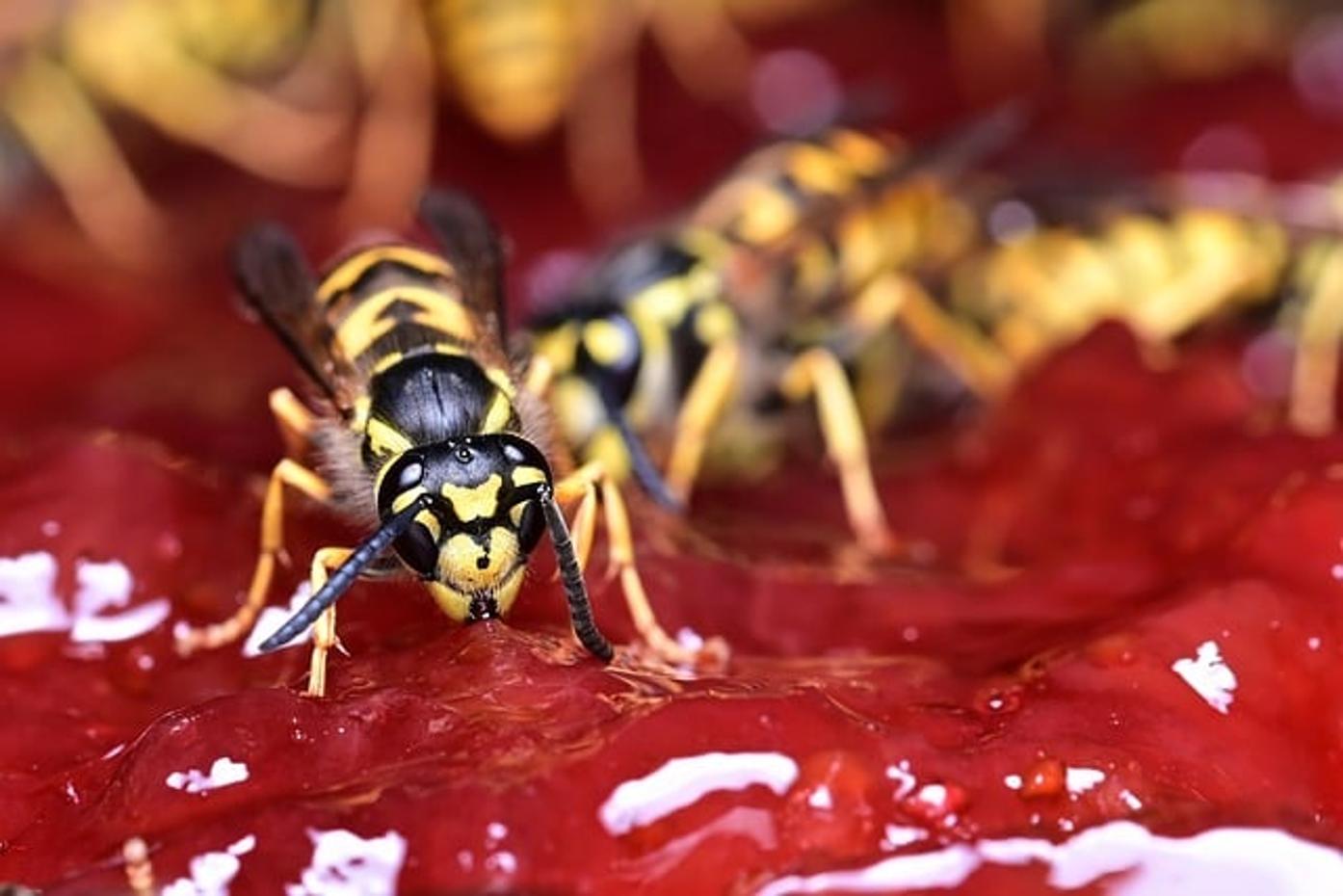 Revolucionando la agricultura con Drones EQ Giant Wasp: Recolección eficiente de polen